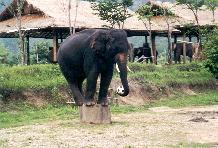 [elefanten11]